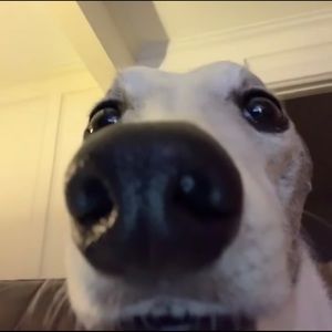 Meet your Posher, Marvin